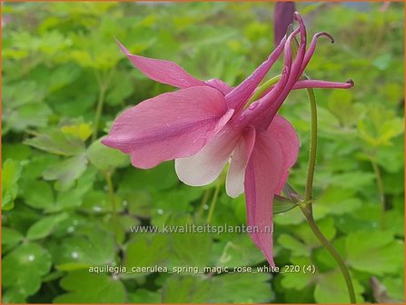 Aquilegia caerulea &amp;#39;Spring Magic Rose White&amp;#39; | Akelei | Langspornige Akelei