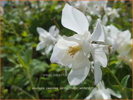 Aquilegia caerulea &amp;#39;Spring Magic White&amp;#39; | Akelei | Langspornige Akelei