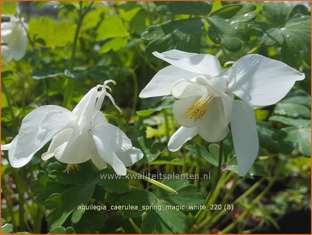 Aquilegia caerulea &amp;#39;Spring Magic White&amp;#39; | Akelei | Langspornige Akelei