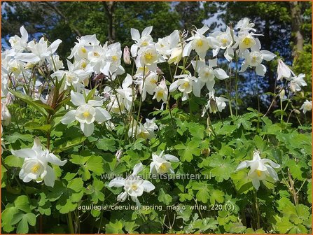 Aquilegia caerulea &amp;#39;Spring Magic White&amp;#39; | Akelei | Langspornige Akelei