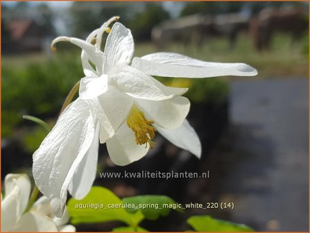 Aquilegia caerulea &amp;#39;Spring Magic White&amp;#39; | Akelei | Langspornige Akelei