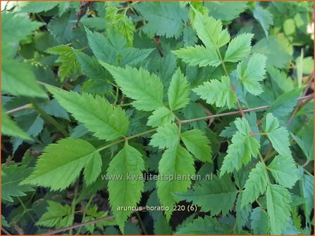 Aruncus &amp;#39;Horatio&amp;#39; | Geitenbaard | Gei&szlig;bart