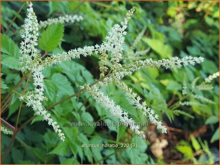 Aruncus &amp;#39;Horatio&amp;#39; | Geitenbaard | Gei&szlig;bart