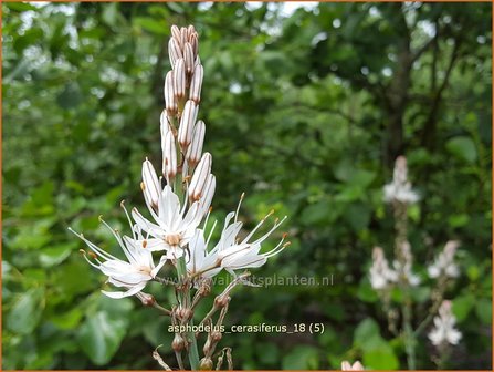 Asphodelus cerasiferus | Affodil | Affodill