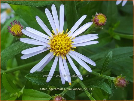 Aster ageratoides &amp;#39;Blaukuppel&amp;#39; | Japanse dwergaster, Aster | Ageratum-&auml;hnliche Aster