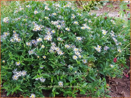 Aster ageratoides &amp;#39;Blaukuppel&amp;#39; | Japanse dwergaster, Aster | Ageratum-&auml;hnliche Aster