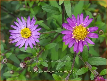 Aster ageratoides &amp;#39;Ezo Murazaki&amp;#39; | Japanse dwergaster, Aster | Ageratum-&auml;hnliche Aster