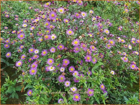 Aster ageratoides &amp;#39;Ezo Murazaki&amp;#39; | Japanse dwergaster, Aster | Ageratum-&auml;hnliche Aster