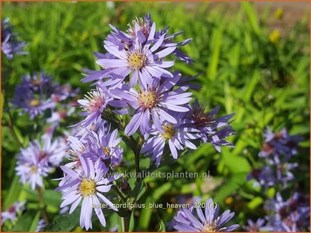 Aster cordifolius &amp;#39;Blue Heaven&amp;#39; | Hartbladaster, Aster | Herzbl&auml;ttrige Schleier-Aster