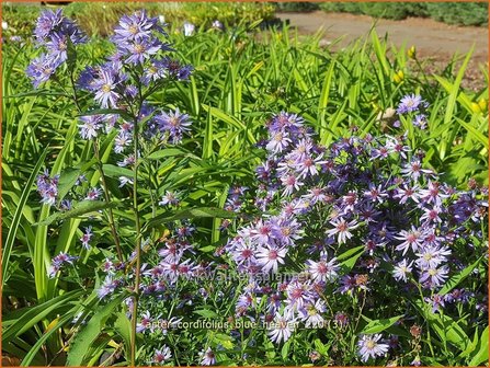 Aster cordifolius &amp;#39;Blue Heaven&amp;#39; | Hartbladaster, Aster | Herzbl&auml;ttrige Schleier-Aster