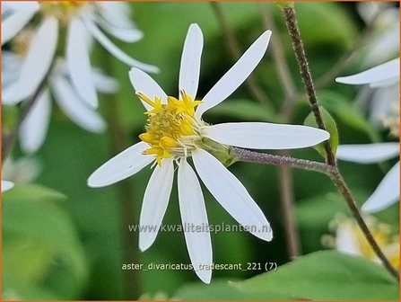 Aster divaricatus &amp;#39;Tradescant&amp;#39; | Sneeuwsteraster, Bosaster, Aster | Waldaster