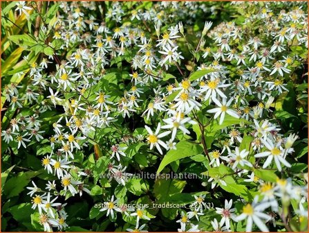 Aster divaricatus &amp;#39;Tradescant&amp;#39; | Sneeuwsteraster, Bosaster, Aster | Waldaster