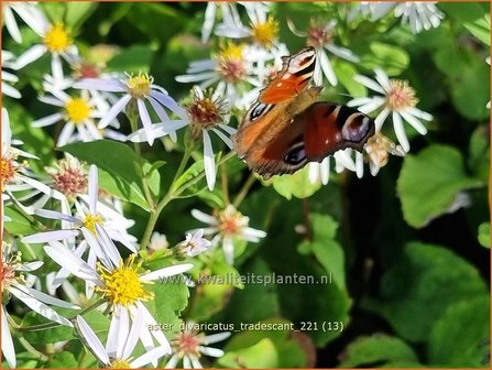 Aster divaricatus &amp;#39;Tradescant&amp;#39; | Sneeuwsteraster, Bosaster, Aster | Waldaster