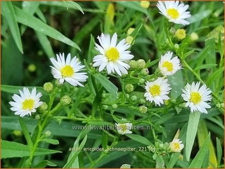 Aster ericoides &amp;#39;Schneegitter&amp;#39; | Heideaster, Sluieraster, Aster | Heide-Aster