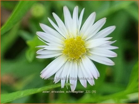 Aster ericoides &amp;#39;Schneegitter&amp;#39; | Heideaster, Sluieraster, Aster | Heide-Aster