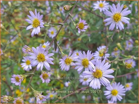 Aster laevis &amp;#39;Anneke van der Jeugd&amp;#39; | Gladde aster, Aster | Glatte Aster