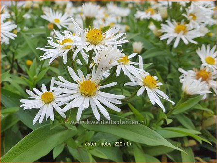 Aster &#039;Niobe&#039; | Aster | Aster