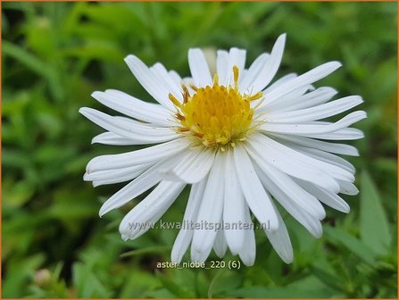 Aster &#039;Niobe&#039; | Aster | Aster