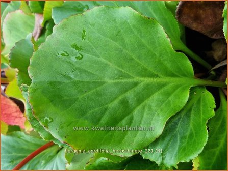 Bergenia cordifolia &amp;#39;Herbstbl&uuml;te&amp;#39; | Schoenlappersplant, Olifantsoor | Altai-Bergenieq