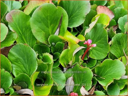 Bergenia cordifolia &amp;#39;Herbstbl&uuml;te&amp;#39; | Schoenlappersplant, Olifantsoor | Altai-Bergenie