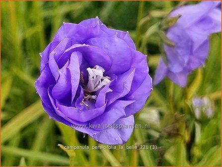 Campanula persicifolia &#039;La Belle&#039; | Perzikbladklokje, Prachtklokje, Klokjesbloem | Pfirsichbl&auml;ttrige Glock