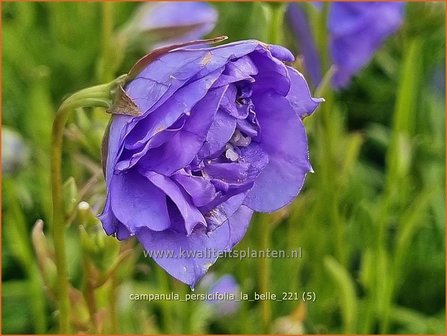 Campanula persicifolia &#039;La Belle&#039; | Perzikbladklokje, Prachtklokje, Klokjesbloem | Pfirsichbl&auml;ttrige Glock