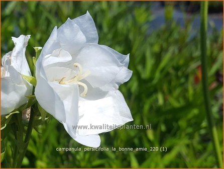 Campanula persicifolia &amp;#39;La Bonne Amie&amp;#39; | Perzikbladklokje, Prachtklokje, Klokjesbloem | Pfirsichbl&auml;ttrige Gloc