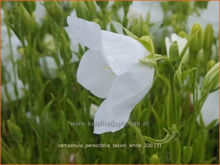 Campanula persicifolia &amp;#39;Takion White&amp;#39; | Perzikbladklokje, Prachtklokje, Klokjesbloem | Pfirsichbl&auml;ttrige Glock