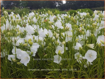 Campanula persicifolia &amp;#39;Takion White&amp;#39; | Perzikbladklokje, Prachtklokje, Klokjesbloem | Pfirsichbl&auml;ttrige Glock