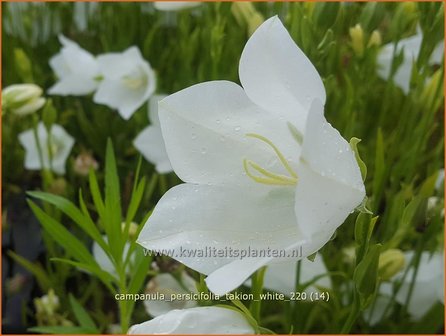 Campanula persicifolia &amp;#39;Takion White&amp;#39; | Perzikbladklokje, Prachtklokje, Klokjesbloem | Pfirsichbl&auml;ttrige Glock