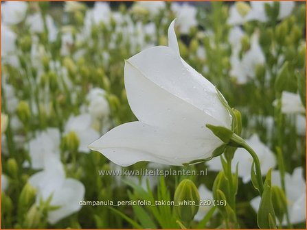 Campanula persicifolia &amp;#39;Takion White&amp;#39; | Perzikbladklokje, Prachtklokje, Klokjesbloem | Pfirsichbl&auml;ttrige Glock