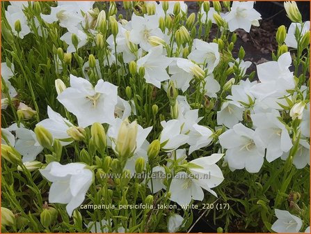 Campanula persicifolia &amp;#39;Takion White&amp;#39; | Perzikbladklokje, Prachtklokje, Klokjesbloem | Pfirsichbl&auml;ttrige Glock