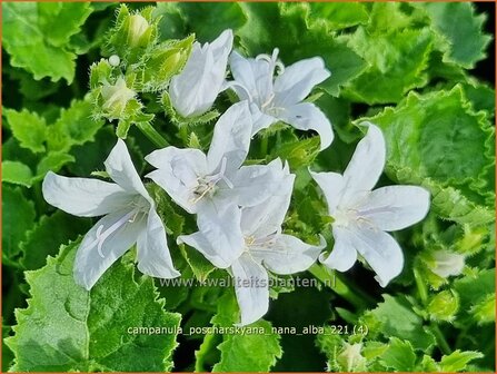 Campanula poscharskyana &amp;#39;Nana Alba&amp;#39; | Kruipklokje, Servisch klokje, Klokjesbloem | H&auml;ngepolster-Glockenblume