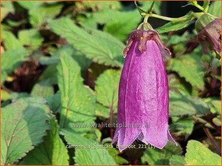 Campanula punctata &amp;#39;Beetroot&amp;#39; | Klokjesbloem | Gepunktete Glockenblume