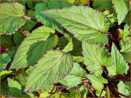 Campanula punctata &amp;#39;Beetroot&amp;#39; | Klokjesbloem | Gepunktete Glockenblume