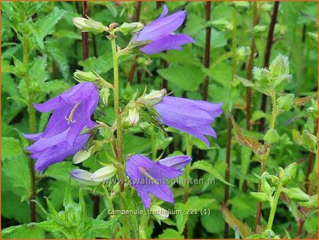 Campanula trachelium | Ruig klokje, Klokjesbloem | Nesselbl&auml;ttrige Glockenblume