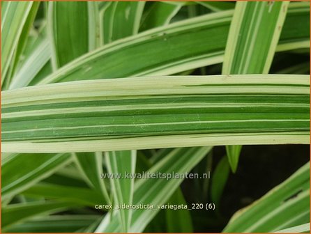 Carex siderosticta &amp;#39;Variegata&amp;#39; | Breedbladzegge, Zegge | Bunte Breitblatt-Segge