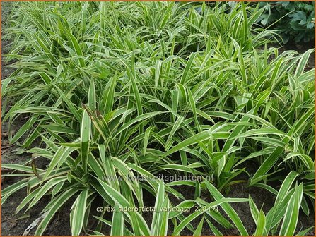 Carex siderosticta &amp;#39;Variegata&amp;#39; | Breedbladzegge, Zegge | Bunte Breitblatt-Segge