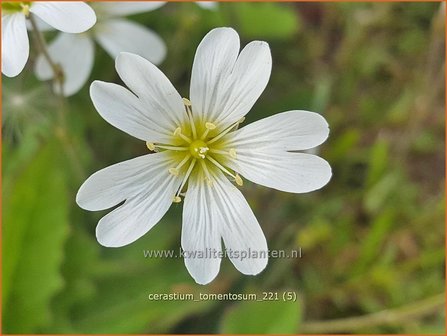 Cerastium tomentosum | Viltige hoornbloem, Hoornbloem | Filziges Hornkraut