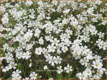 Cerastium tomentosum | Viltige hoornbloem, Hoornbloem | Filziges Hornkraut