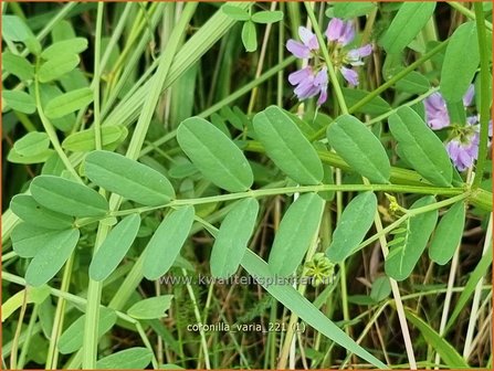 Coronilla varia | Bont kroonkruid, Kroonkruid | Beilwicke