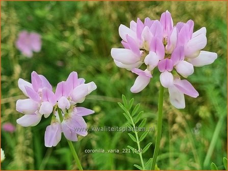 Coronilla varia | Bont kroonkruid, Kroonkruid | Beilwicke