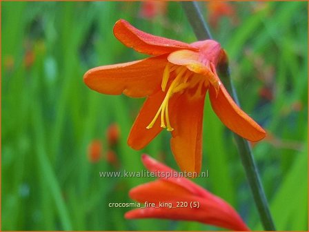 Crocosmia &#039;Fire King&#039; | Montbretia | Montbretie