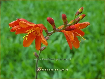 Crocosmia &#039;Fire King&#039; | Montbretia | Montbretie