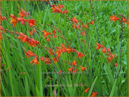 Crocosmia &#039;Fire King&#039; | Montbretia | Montbretie