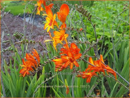 Crocosmia &#039;Firestars Scorchio&#039; | Montbretia | Montbretie | Montbretia