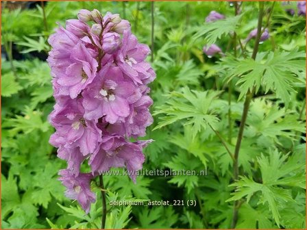 Delphinium &amp;#39;Astolat&amp;#39; | Ridderspoor | Rittersporn