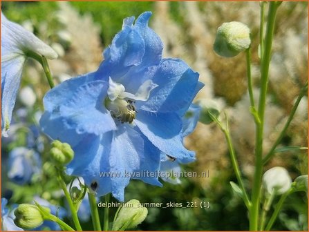 Delphinium &amp;#39;Summer Skies&amp;#39; | Ridderspoor | Rittersporn