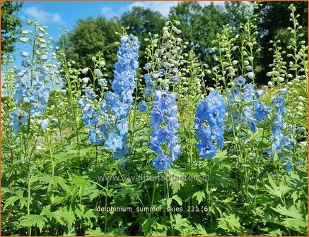 Delphinium &amp;#39;Summer Skies&amp;#39; | Ridderspoor | Rittersporn