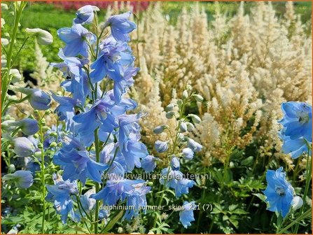 Delphinium &amp;#39;Summer Skies&amp;#39; | Ridderspoor | Rittersporn